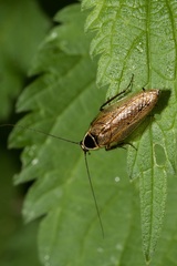 Ectobius erythronotus
