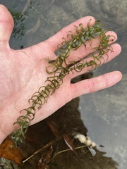 Hydrocharitaceae