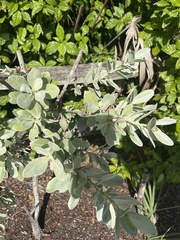 Conocarpus erectus sericeus