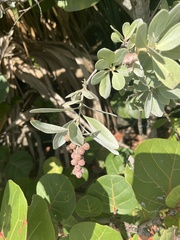 Conocarpus erectus sericeus