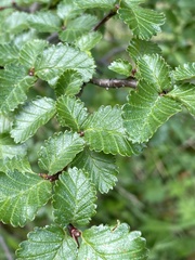 Nothofagus pumilio