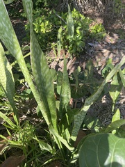 Sansevieria