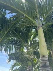 Ptychosperma elegans