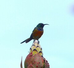 Anthobaphes violacea