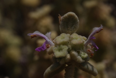 Pseudodictamnus mediterraneus