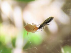 Macchiademus diplopterus