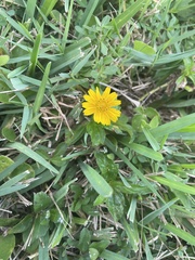 Sphagneticola trilobata