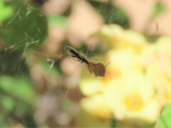 Macchiademus diplopterus