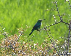 Nectarinia famosa famosa