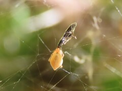 Macchiademus diplopterus