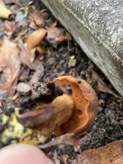 Chalciporus piperatus