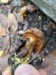 Chalciporus piperatus