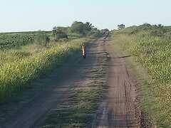 Chrysocyon brachyurus