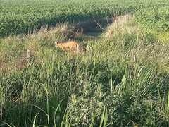 Chrysocyon brachyurus