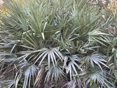 Serenoa repens