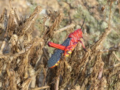 Phymateus morbillosus