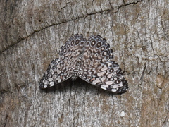Hamadryas feronia