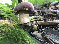 Tylopilus rubrobrunneus