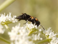 Eoferreola manticata