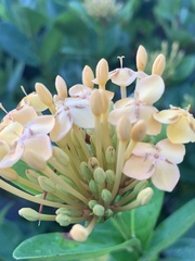 Ixora