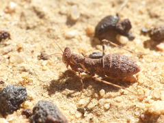 Ligariella trigonalis