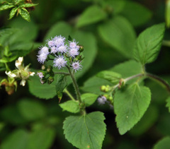 Ageratum houstonianum