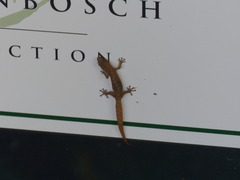 Afrogecko porphyreus