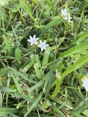 Richardia grandiflora