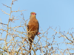 Urocolius indicus indicus