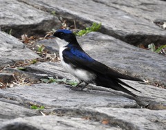 Pygochelidon cyanoleuca