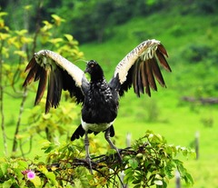 Anhima cornuta
