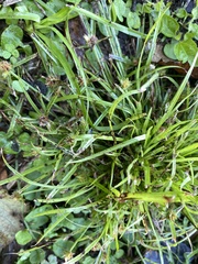 Cyperus metzii