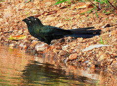 Crotophaga major