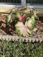 Caladium