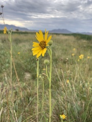 Helianthus nuttallii