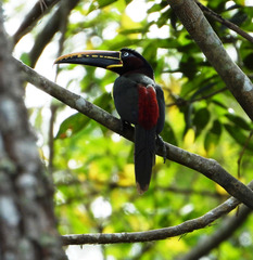 Pteroglossus castanotis