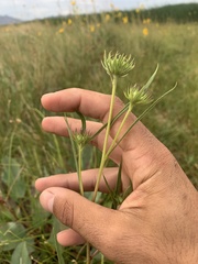 Helianthus nuttallii