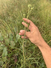 Helianthus nuttallii