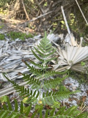 Pteridium caudatum