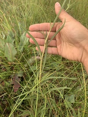 Helianthus nuttallii