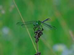 Ophiogomphus cecilia