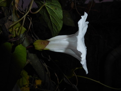 Calystegia × lucana