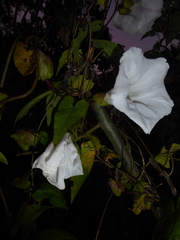 Calystegia × lucana