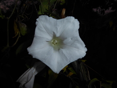 Calystegia × lucana