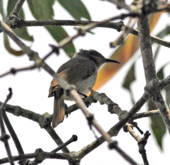 Lichmera indistincta