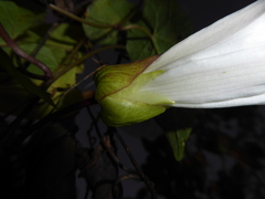 Calystegia × lucana