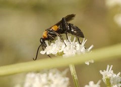 Eoferreola manticata