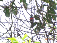 Cinnyris chloropygius