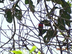 Cinnyris chloropygius