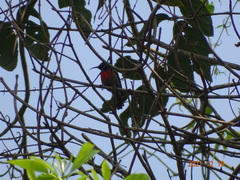 Cinnyris chloropygius